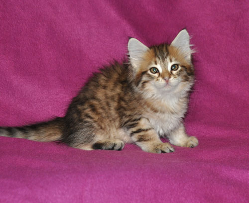 siberian kittens for sale maritimes