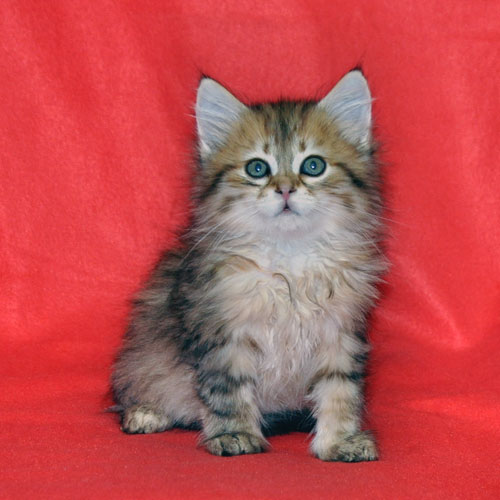 siberian kitten for sale halifax