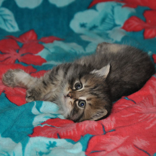 siberian kitten for sale calgary
