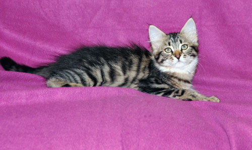 siberian kitten for sale toronto