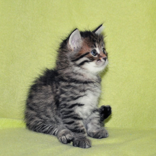 siberian kitten for sale calgary