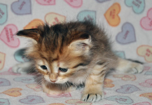 siberian kitten for sale chicago