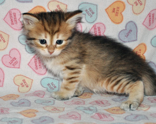 siberian kitten for sale new brunswick