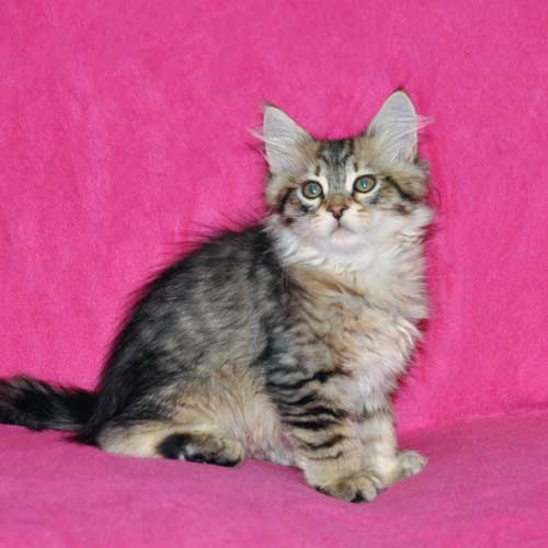 siberian kitten for sale montreal