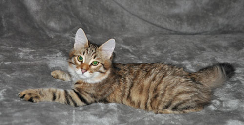 siberian kitten for sale toronto