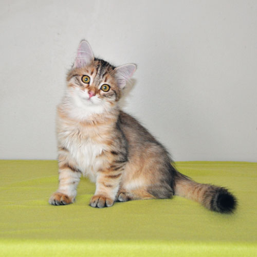 Siberian kitten for sale Montreal
