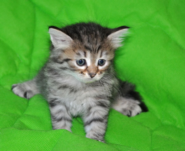 Siberian kitten Florentina
