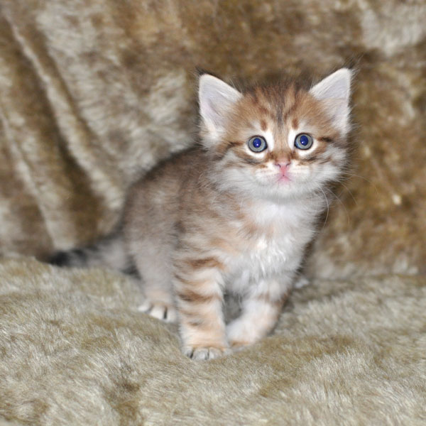 siberian kitten-british-columbia