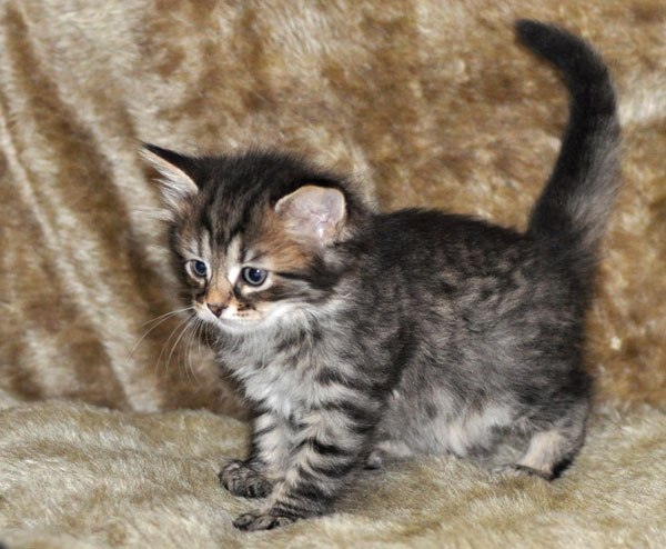 siberian-kitten-new-brunswick