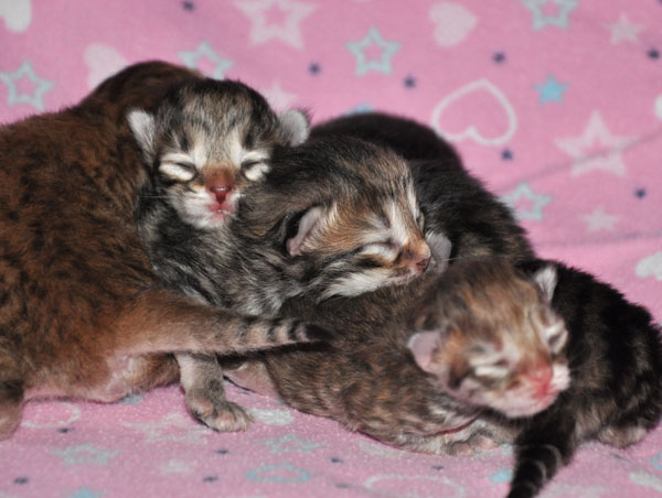 siberian-kittens-ontario