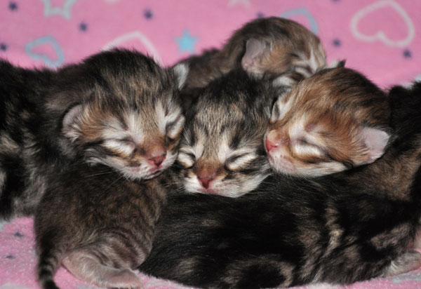 siberian-kittens