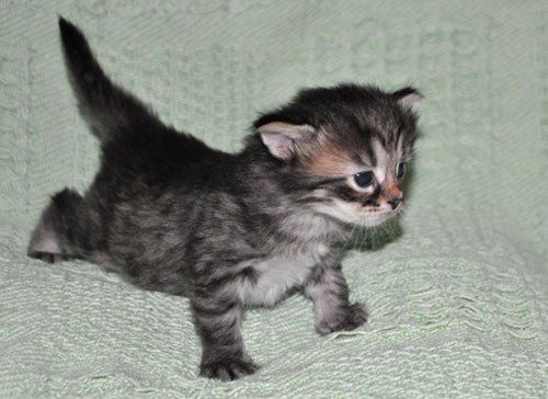 siberian-kitten-montreal