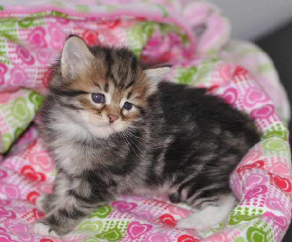 siberian-kitten-for-sale