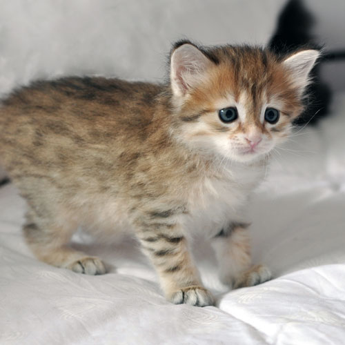 Siberian kitten calgary