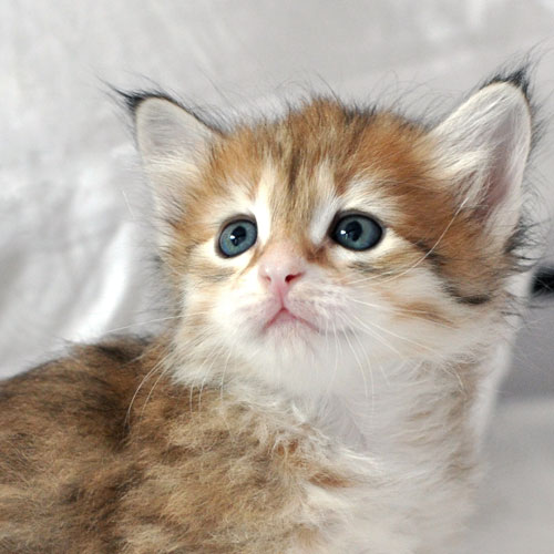 Siberian kitten edmonton