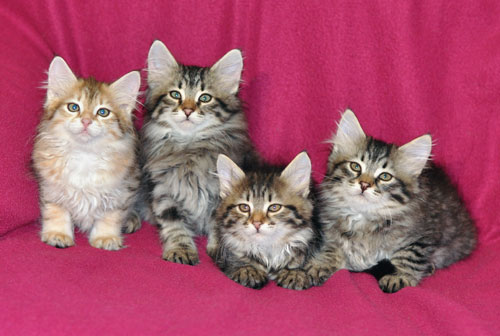 siberian kittens for sale