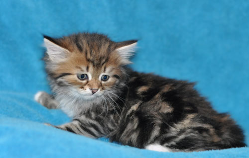 siberian kitten montreal