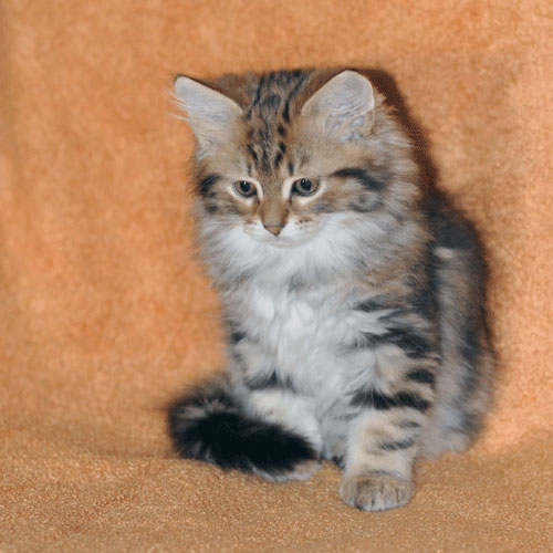 Very Cuddly Siberian Kitten