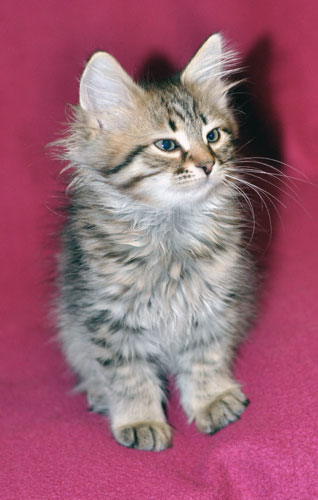 Siberian kitten for sale Alberta