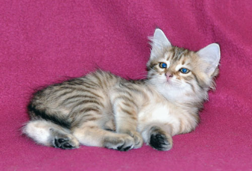 Siberian kitten for sale Montreal