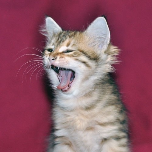 Siberian kitten for sale Quebec