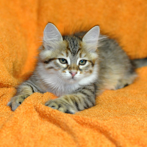 siberian kitten for sale alberta