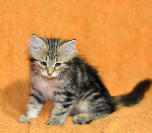 siberian kitten for sale canada