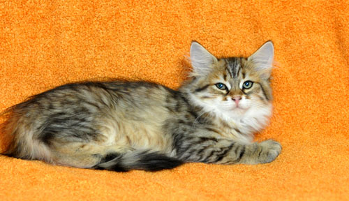 siberian kitten for sale edmonton