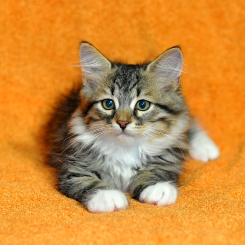 siberian kitten for sale maritimes