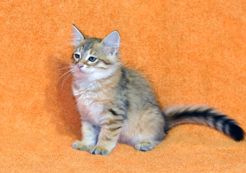 siberian kitten for sale ottawa