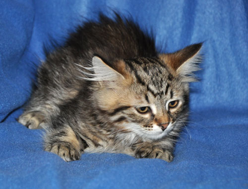 siberian kittens for sale ontario