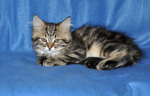 siberian kittens for sale ottawa