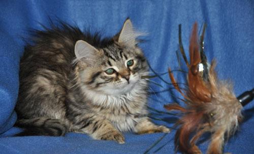 siberian kittens for sale toronto