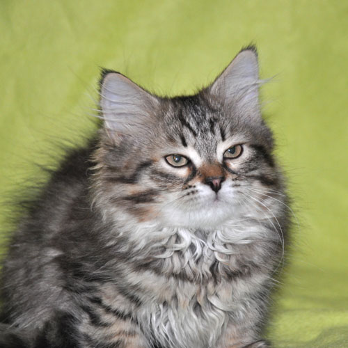 siberian kittens for sale british columbia