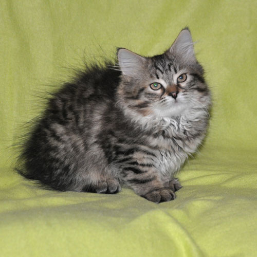 siberian kittens for sale manitoba