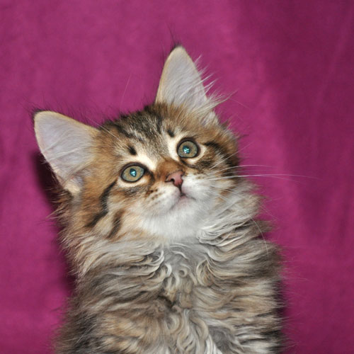 siberian kittens for sale canada