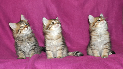 siberian kittens for sale halifax