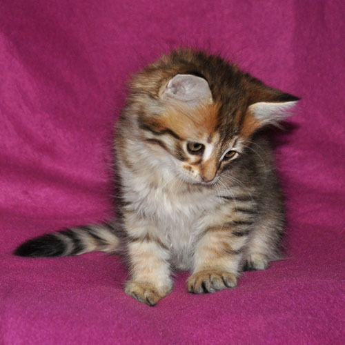 siberian kittens for sale new brunswick