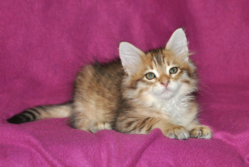 siberian kittens for sale newfoundland