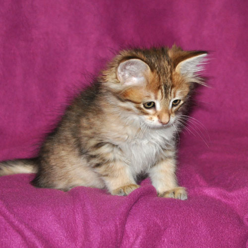 siberian kittens for sale nova scotia