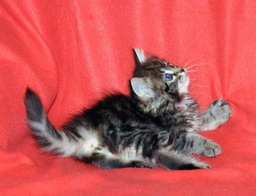 siberian kitten for sale newfoundland
