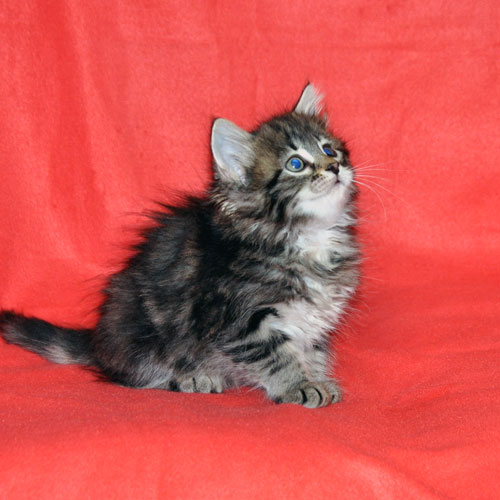 siberian kitten for sale nova scotia