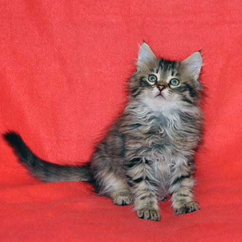 siberian kitten for sale chicago