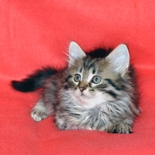 siberian kitten for sale gatineau