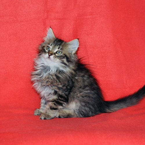 siberian kitten for sale illinois