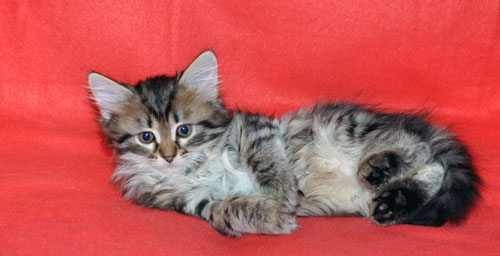 siberian kitten for sale indiana