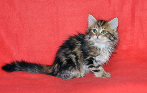 siberian kitten for sale manitoba