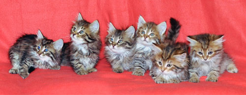 siberian kitten for sale mississauga