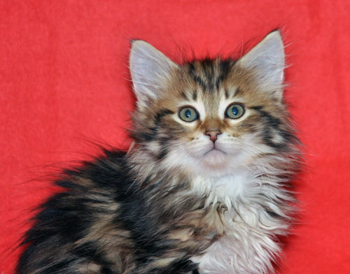 siberian kitten for sale saskatchewan