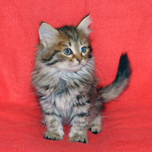 siberian kitten for sale vancouver